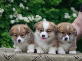 Top Welsh corgi pembroke puppies