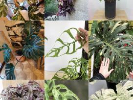 Monstera albo variegata ir kiti augalai