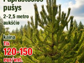 Akcija paprastosios pušys 2 -2,5 metro aukšio