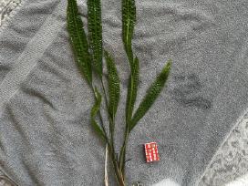 Cryptocoryne