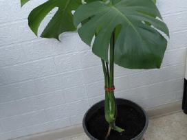 Monstera