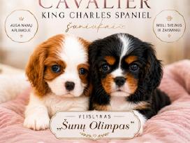 Kavalieriaus karaliaus Karolio spanieliukai