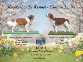 Parduodami Kooikerhondje Nyderlandų spanieliai