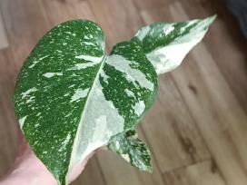 Monstera Deliciosa Thai Constellation