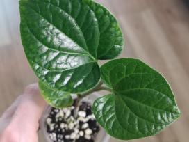 Piper Sarmentosum Lolot