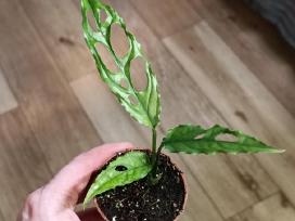 Monstera Obliqua Peru