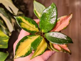 Hoya Carnosa Tricolor