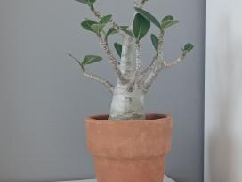 Adenium Arabicum