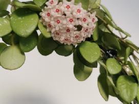 Hoya Mathilde