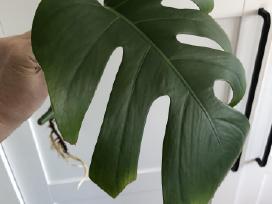 Monstera