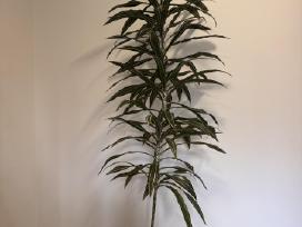 Dracena