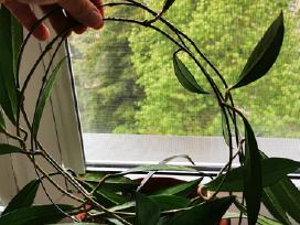 Hoya publikalix dark