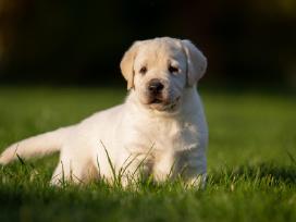 Labradoro retriveriai su dok