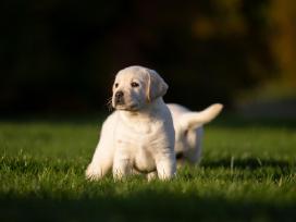 Labradoro retriveriai su dok