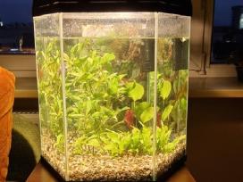 Akvariumas su įranga 60 l
