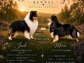 Shetland Sheepdog / Šeltis
