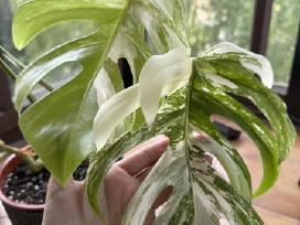 Monstera Albo Variegata