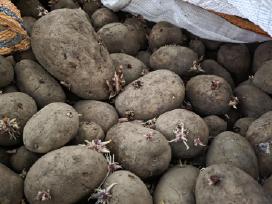Bulves 1t - 60€ pasarines, nerusiuotos maistines