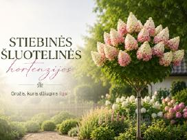 Šluotelinės hortenzijos ir kiti augalai