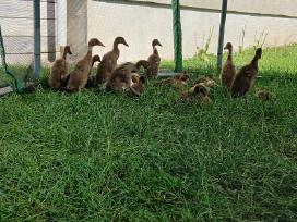 Indijos bėgikų jaunikliai pardavimui