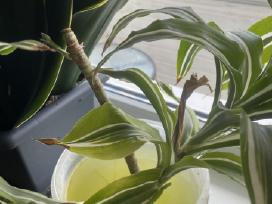 Draecena daigai