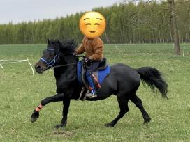 Parduodamas žemaitukų veislės eržilas