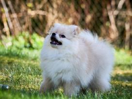 Deutscher Spitz miniature