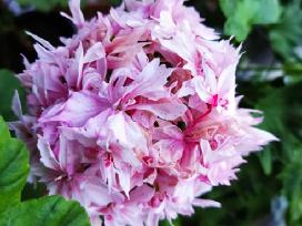 Nuostabios pelargonijos daigai