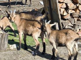 Parduodu alpinius ožiukus ir ožkytes.