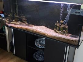 Parduodamas 500l akvariumas su spintele ir įranga