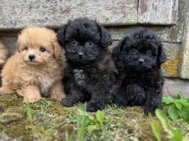 Pomapoo