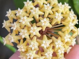 Hoya Surigaoensis