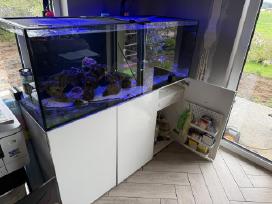 Jūrinis akvariūmas