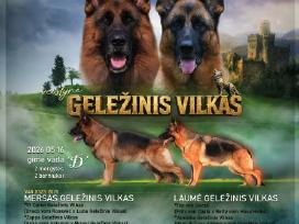 Kilmingi Vokiečių aviganiai