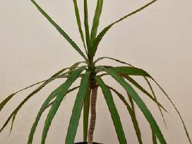Dracena
