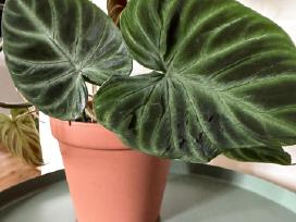 Philodendron verucossum