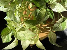 Epipremnum Marble Queen