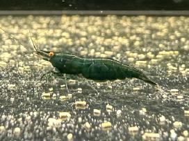 Dark Green Jade Oe „Green Demon" - Neocaridina