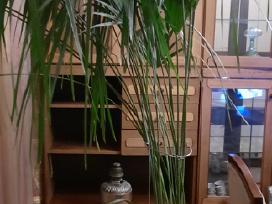Parduodu palmę