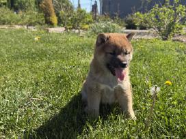 Shiba inu mažyliai