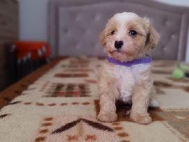 Maltipoo
