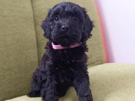 Cavapoo