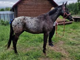 Apaloosa kumelė 3 m.