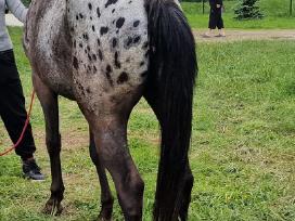 Apaloosa kumelė 3 m.