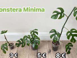 Monstera Minima