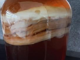 Arbatos grybas – Kombucha.