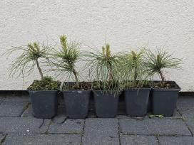 Himalajinė pušis Pinus griffithii (wallichiana)