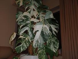 Monstera albo variegata