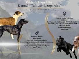 Katahulos Leopardinių šuniukų vada Lietuvoje