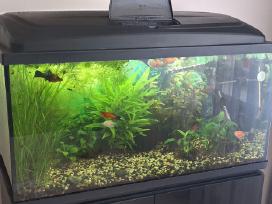 Akvariumas 112 ltr. su viskuo